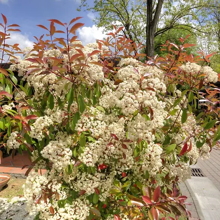 弗莱米尼欧田园小屋花园酒店